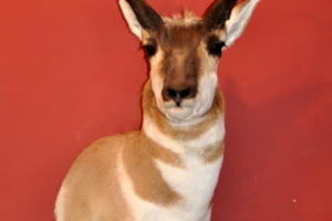 Antelope_Mount_for_sale