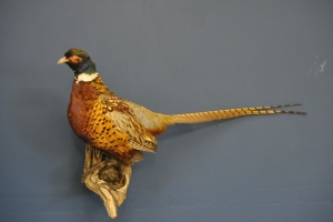 Pheasant__Rooster_$200