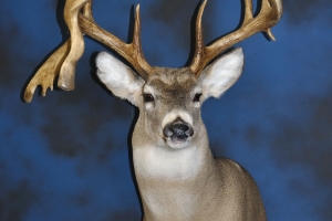 Bill_Schell's_massive_Whitetail_Deer